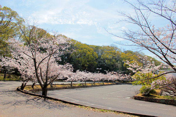 駐車場桜